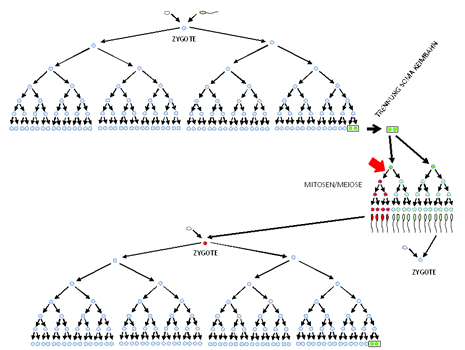 media/vet/module 11/abb06.jpg